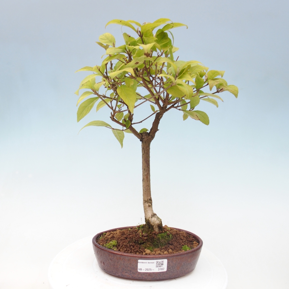 Bonsai im Freien - wunderschöne Pflanze - Callicarpa japonica
