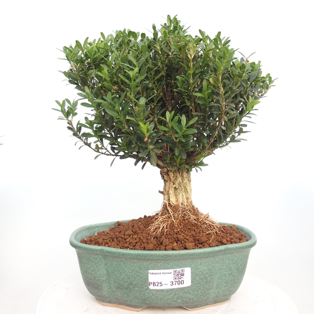 Innenbonsai - Buxus harlandii - Korkbuchsbaum