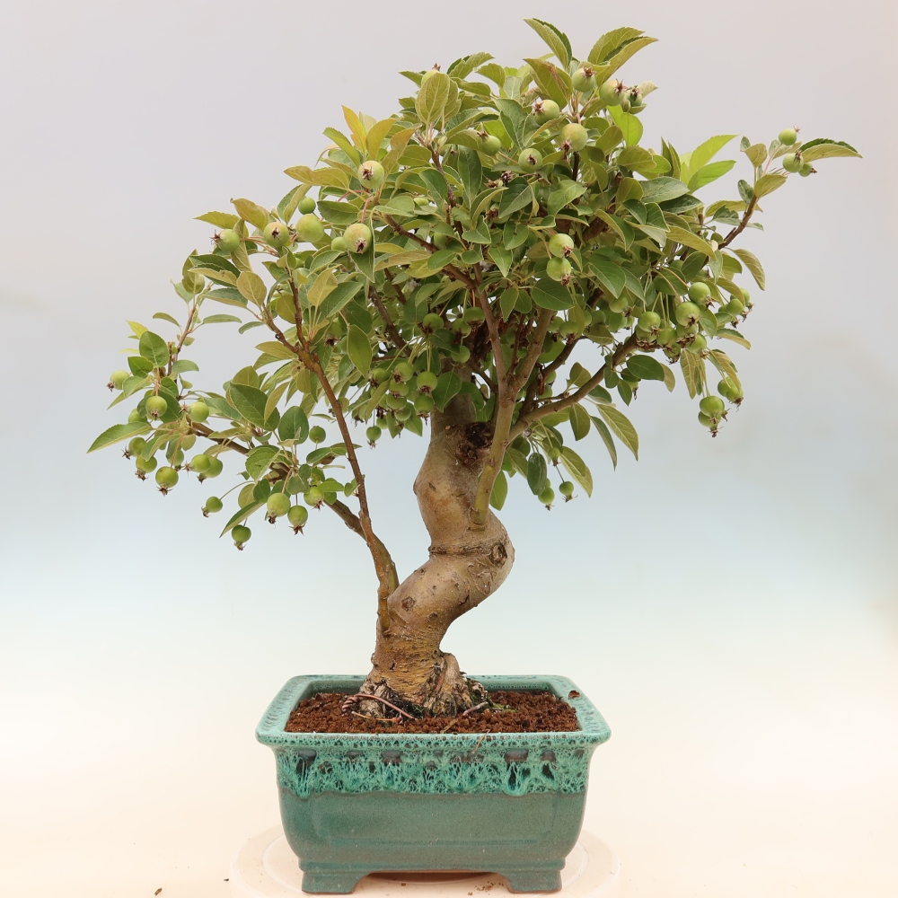 Outdoor-Bonsai -Malus halliana - Kleinfrüchtiger Apfelbaum