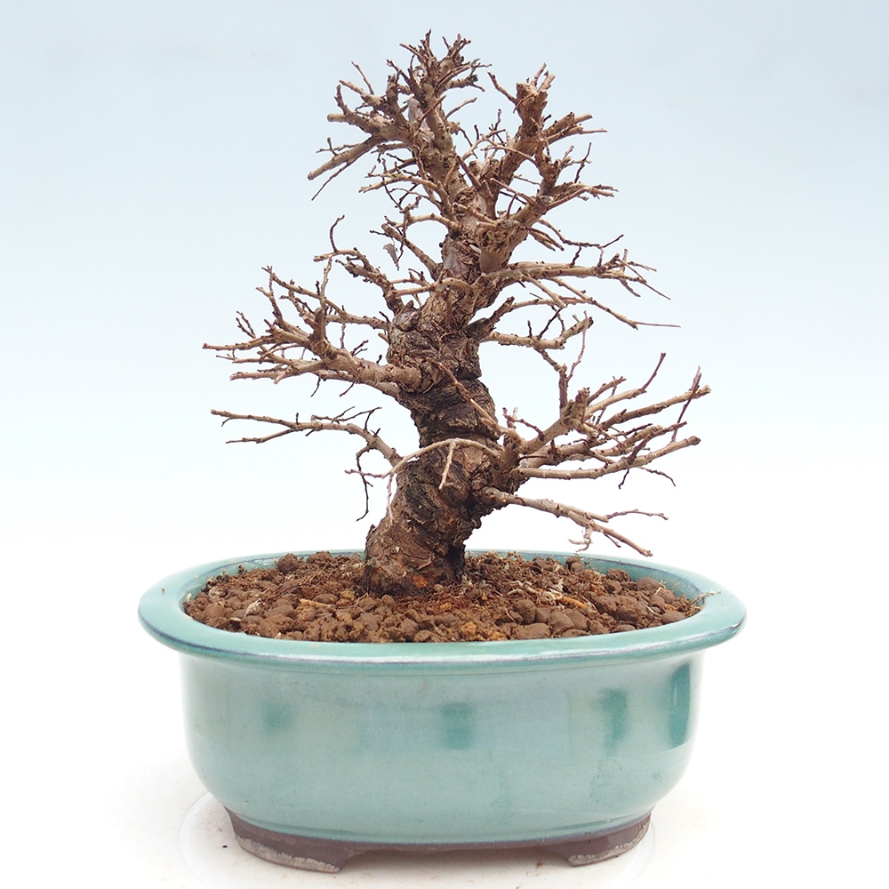 Bonsai für draußen - Zelkova - Zelkova NIRE
