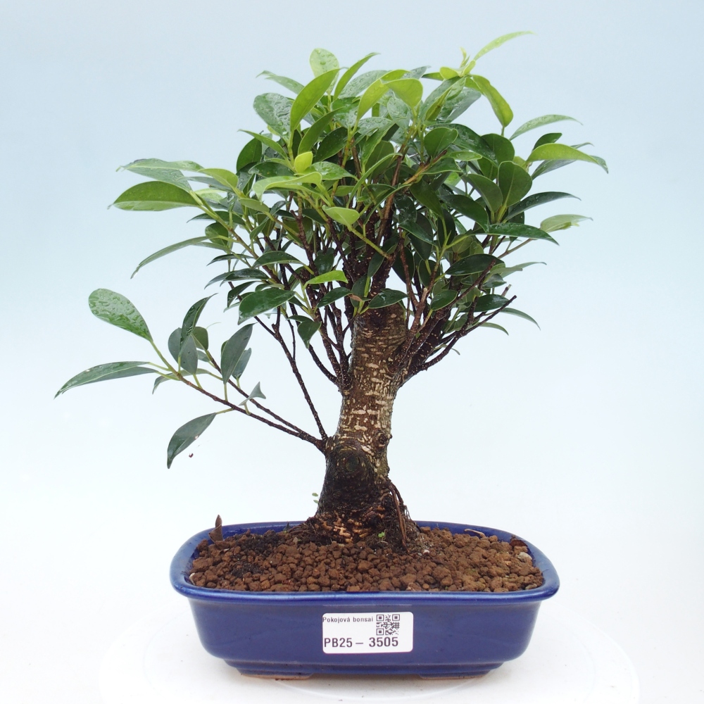 Zimmerbonsai - Ficus retusa - Kleinblättriger Ficus