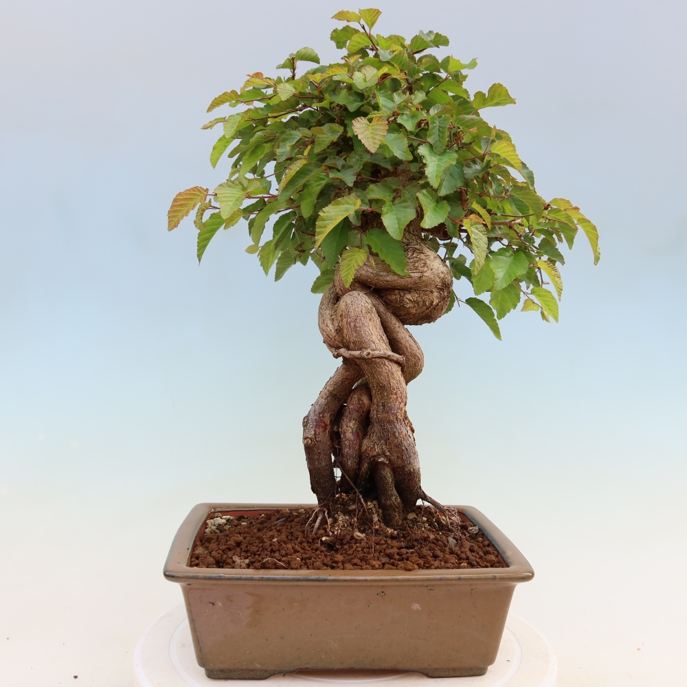 Bonsai für draußen - Karpinus Coreana - Koreanische Hainbuche