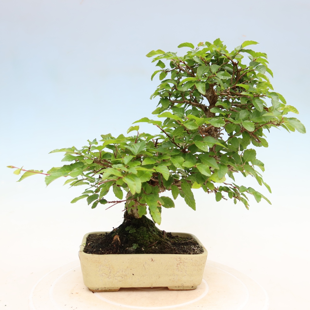 Bonsai für draußen - Karpinus Coreana - Koreanische Hainbuche