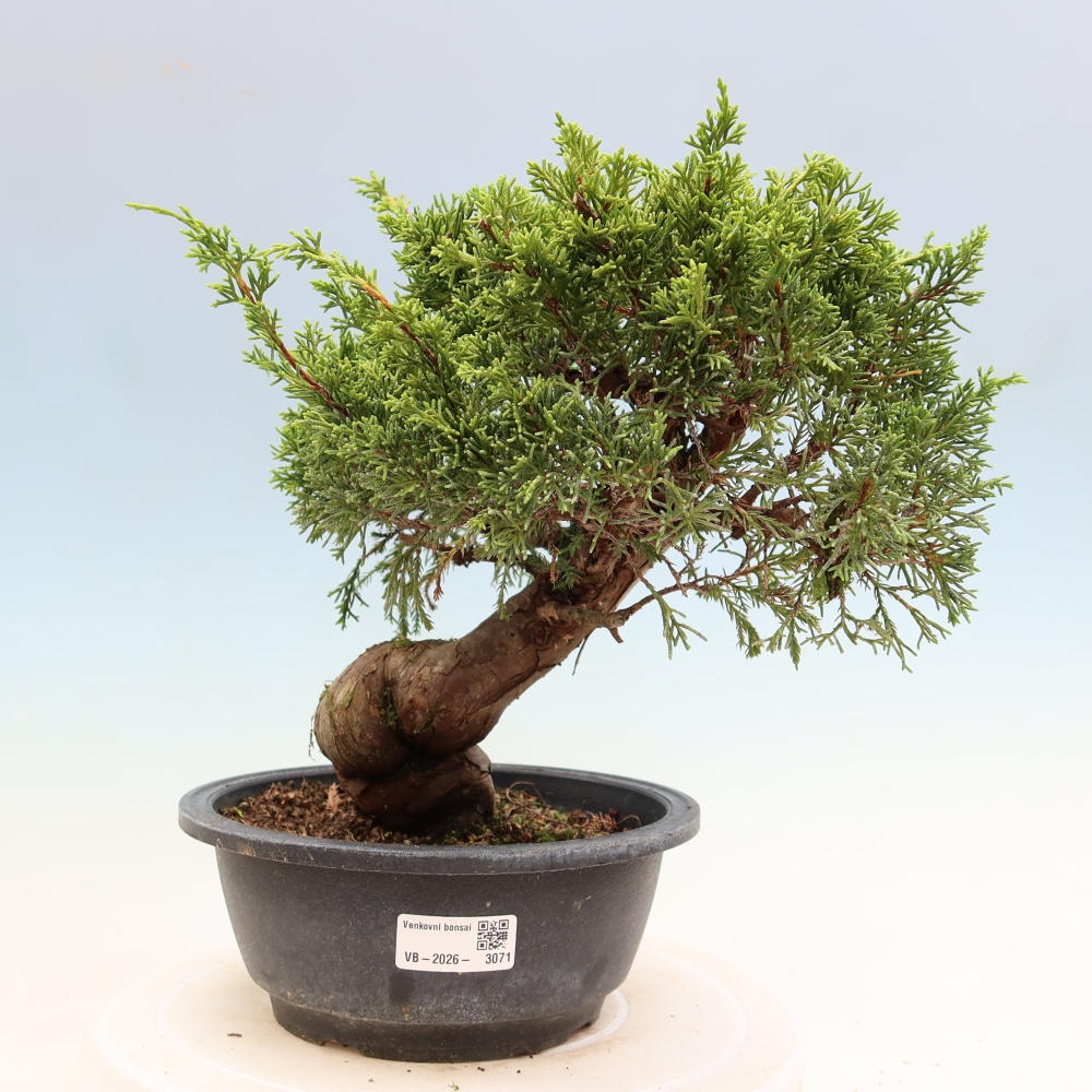 Bonsai für draußen - Juniperus chinensis Itoigawa-Juniperus chinensis