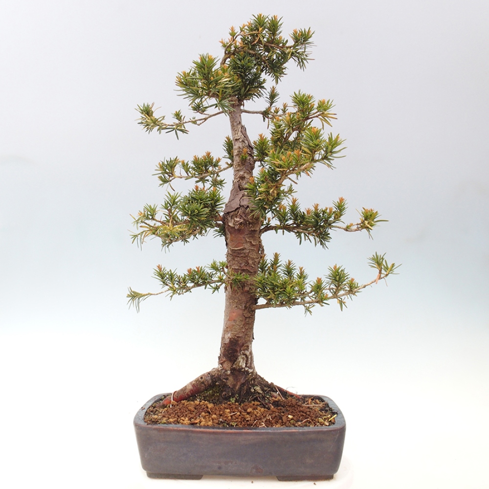 Bonsai im Freien - Taxus cuspidata - Japanische Eibe