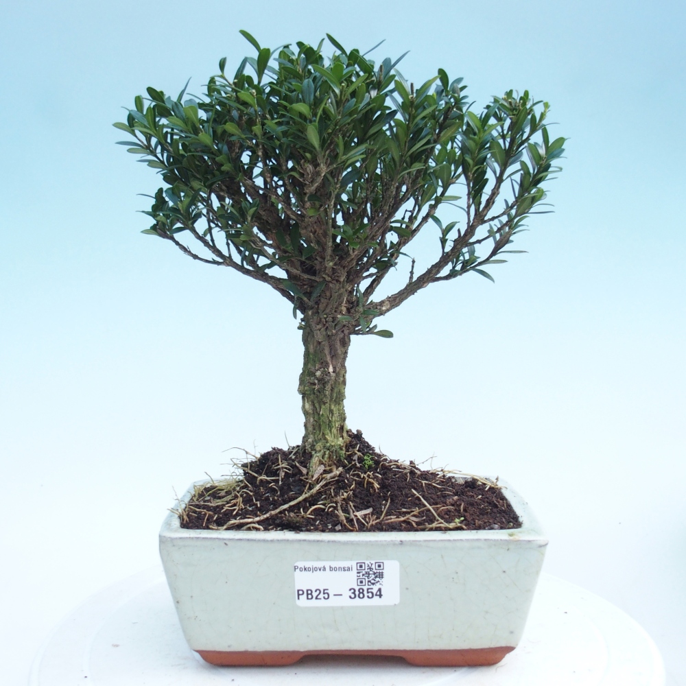 Zimmer Bonsai - Buxus harlandii - Korkbuxus