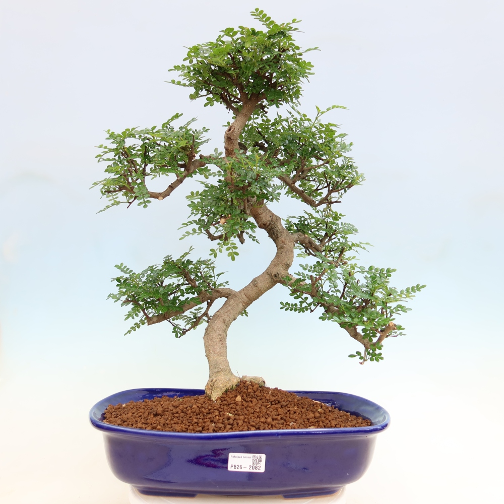 Zimmer Bonsai - Zantoxylum piperitum - Pfefferbaum