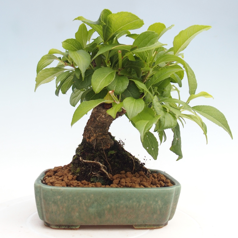 Outdoor-Bonsai - Celastrus Jesenec