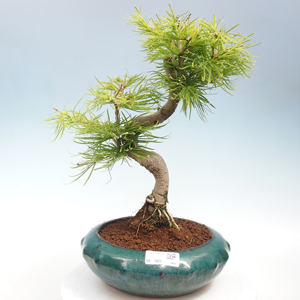 Bonsai im Freien - Löwenzahn - Pseudolarix amabis