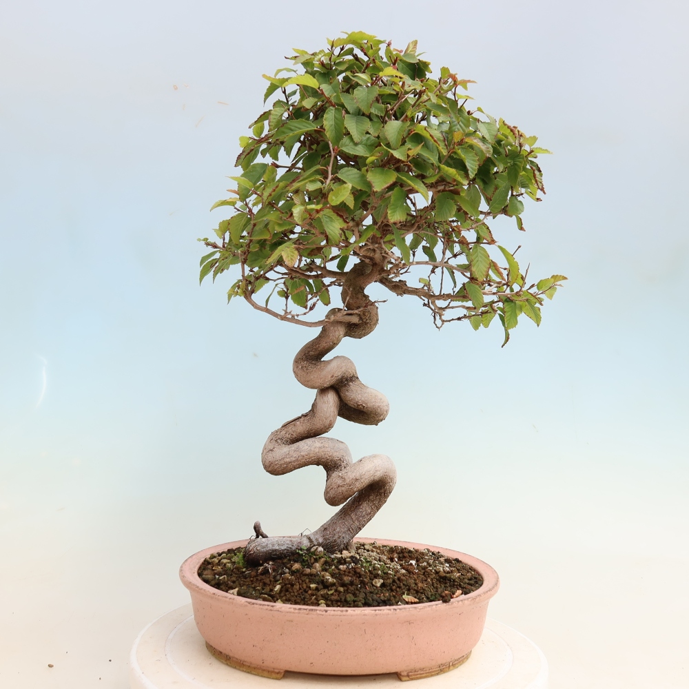 Bonsai für draußen -Carpinus CARPINOIDES - Koreanische Hainbuche