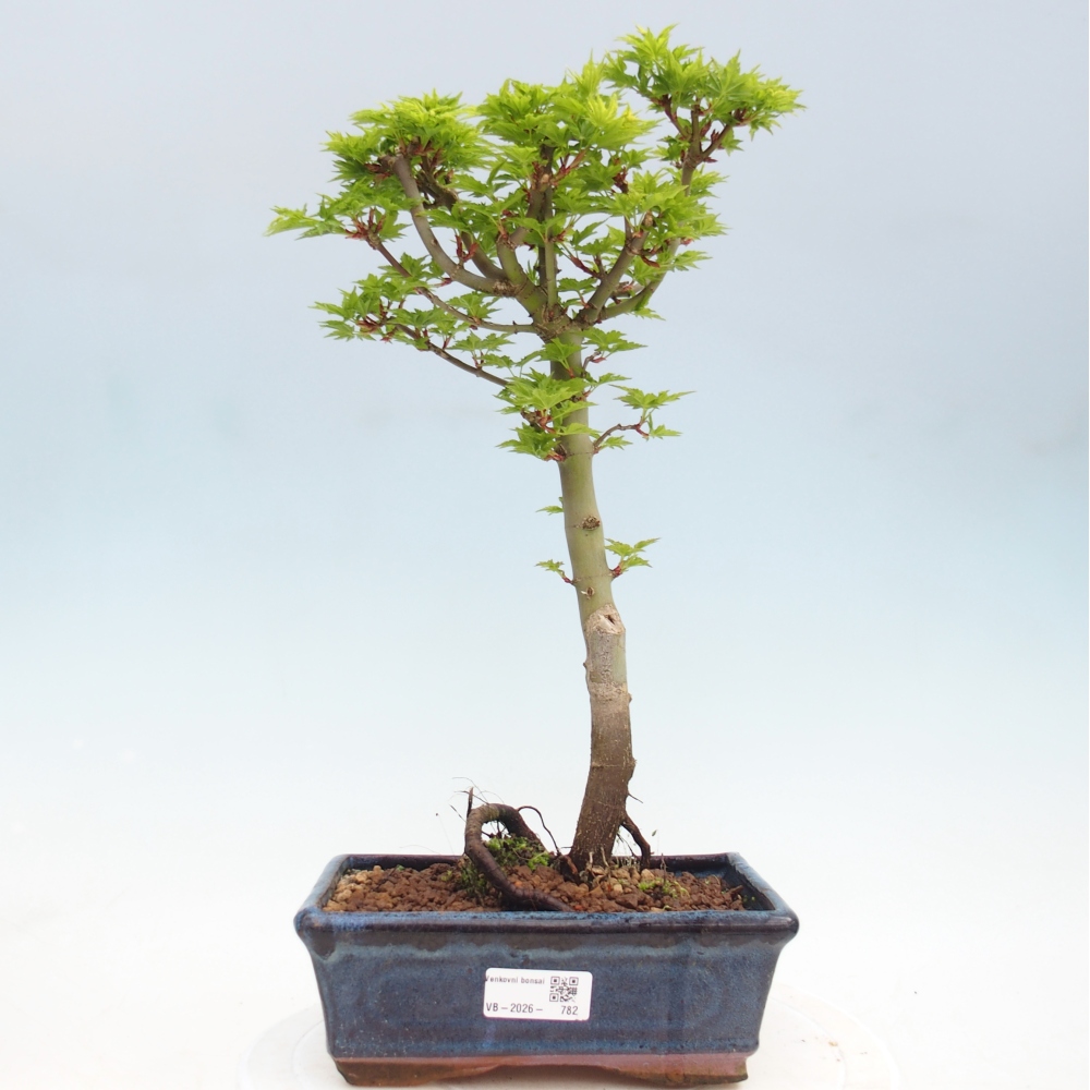 Bonsai für draußen -Javor-Palme Acer palmatum Shishigashira
