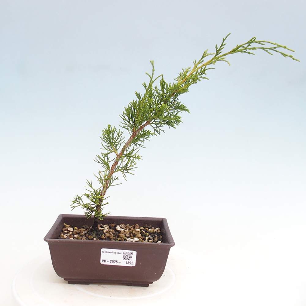 Outdoor bonsai - Juniperus chinensis Itoigawa - Chinese juniper