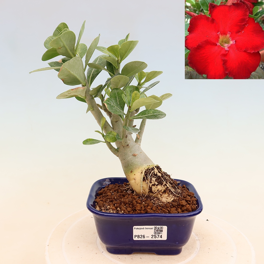 Zimmerbonsai – Adenium obesum „Red Star“ – Wüstenrose