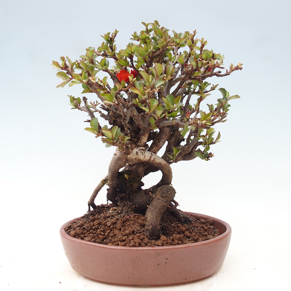 Bonsai für draußen - Chaneomeles speciosa - Quitte