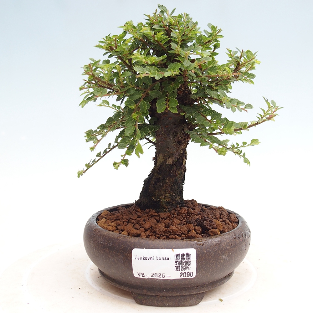 Bonsai im Freien - Ulmus parvifolia Hokkaido - Chinesische Ulme