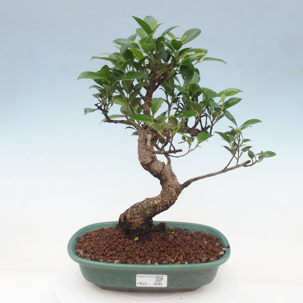 Indoor-Bonsai - Ficus retusa - kleiner Ficus