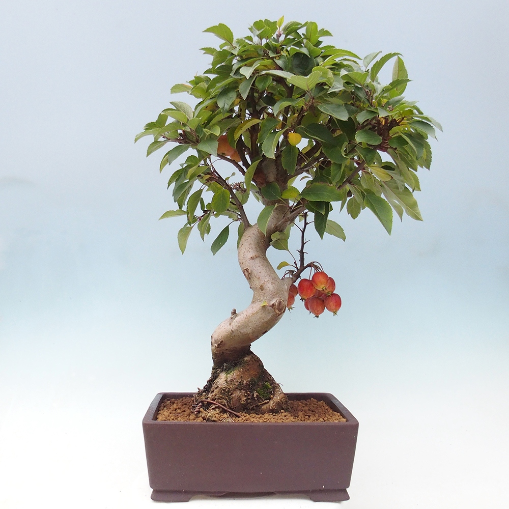 Bonsai im Freien - Malus halliana - Kleinfruchtiger Apfelbaum