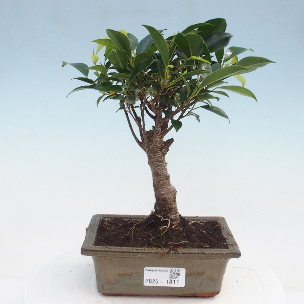 Zimmerbonsai - Ficus retusa - kleinblättriger Ficus