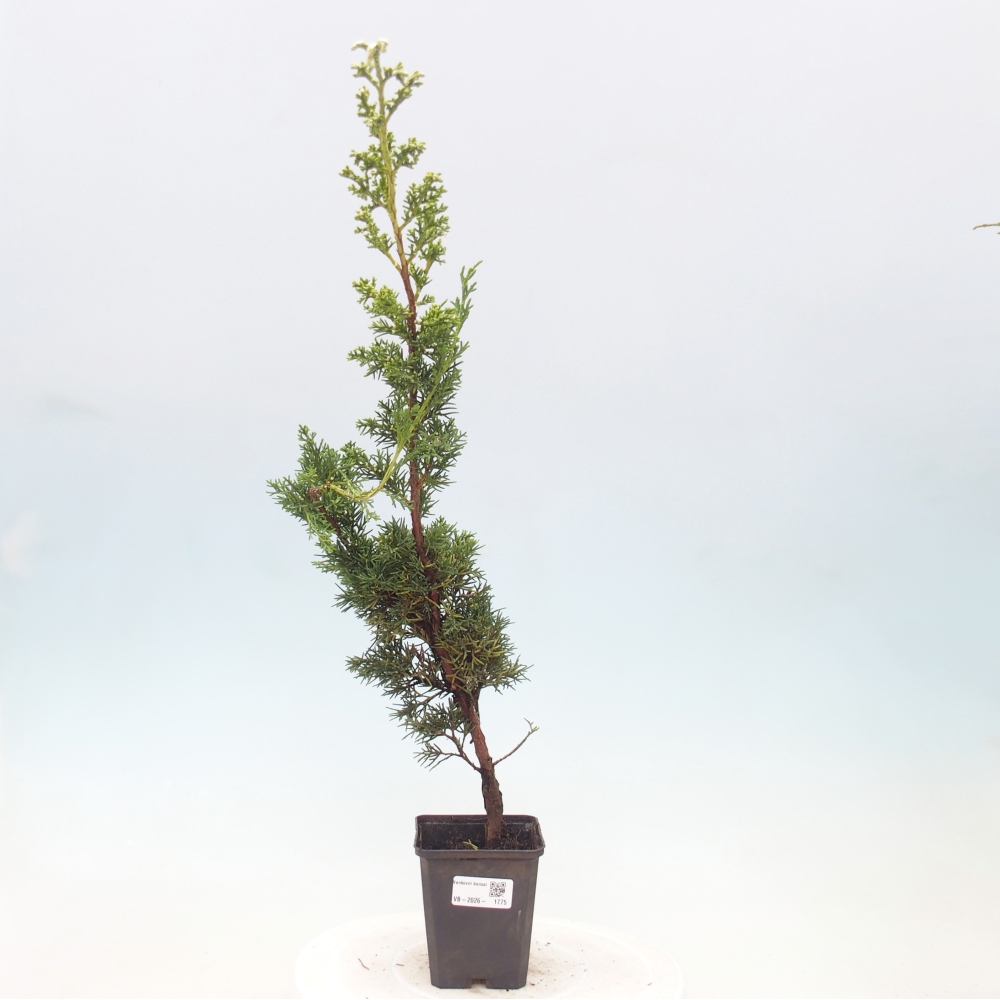 Bonsai für draußen - Juniperus chinensis Kishu
