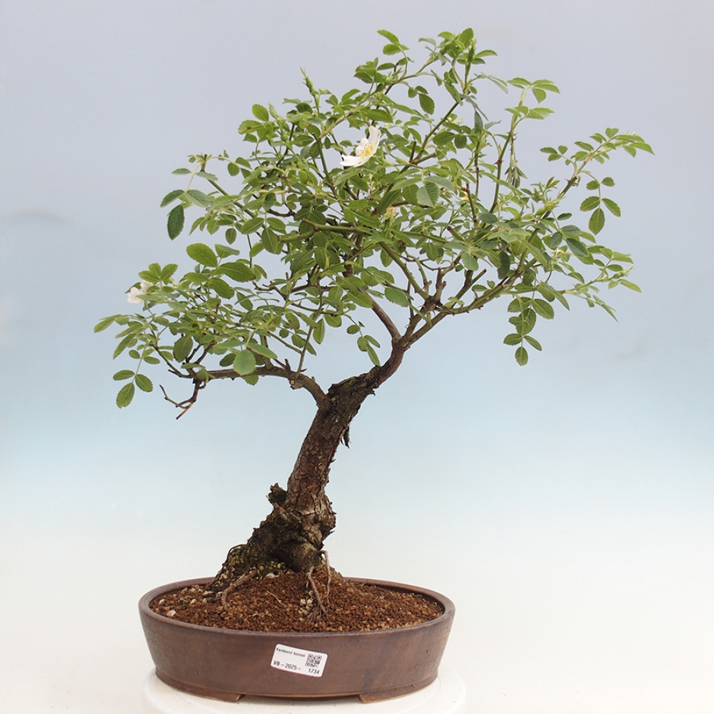 Freilandbonsai - Rosa Kordes -  Rose