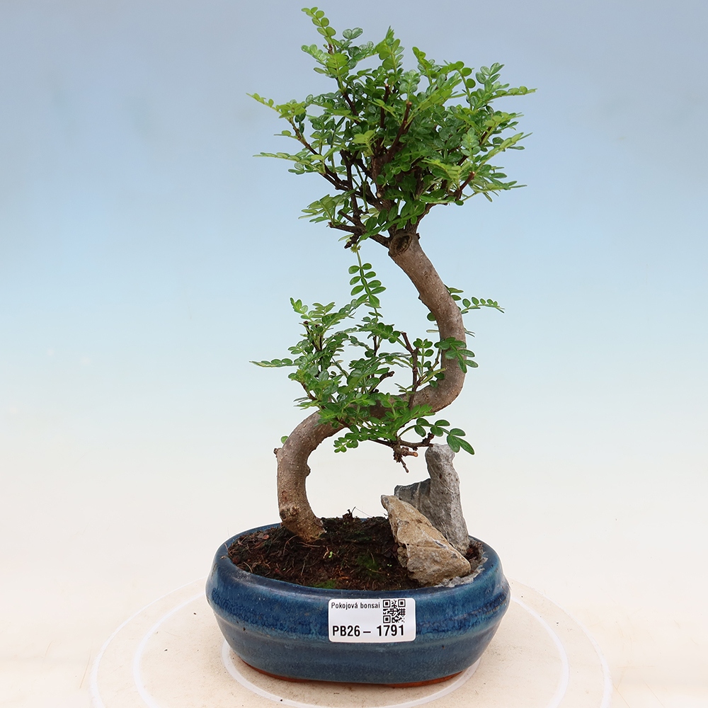 Zimmer Bonsai - Zantoxylum piperitum - Pfefferbaum