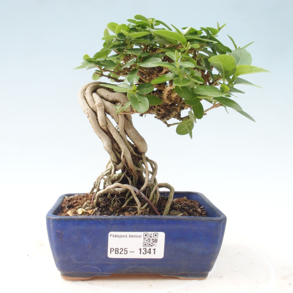 Zimmerbonsai - Premna serratifolia - Kozlovon kleinblättrig