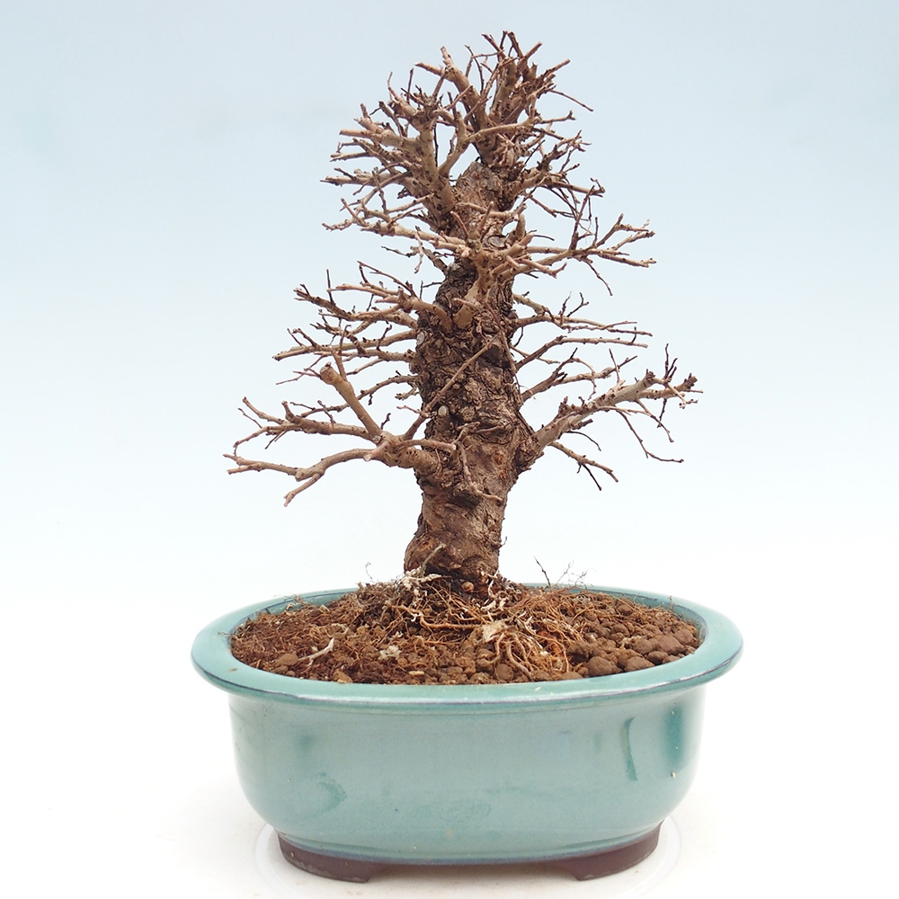Bonsai für draußen - Zelkova - Zelkova NIRE