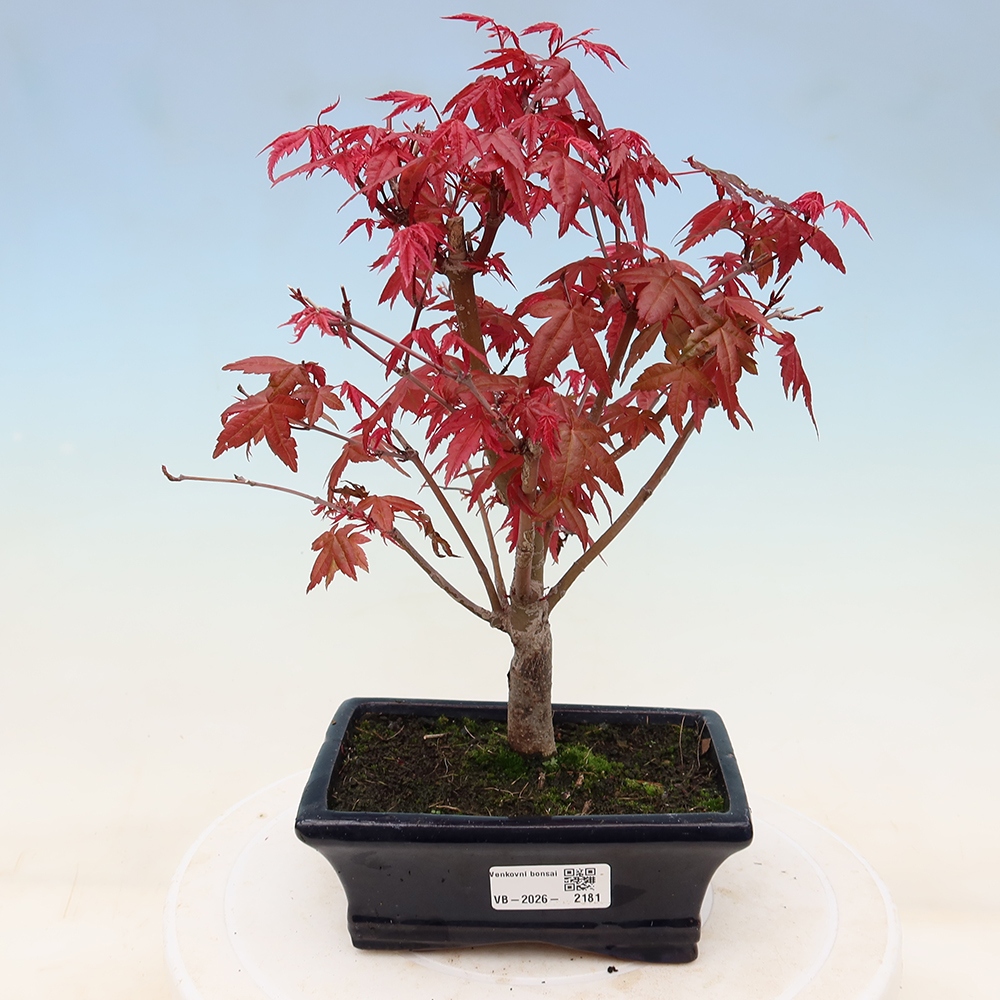 Bonsai für draußen - Acer palmatum DESHOJO