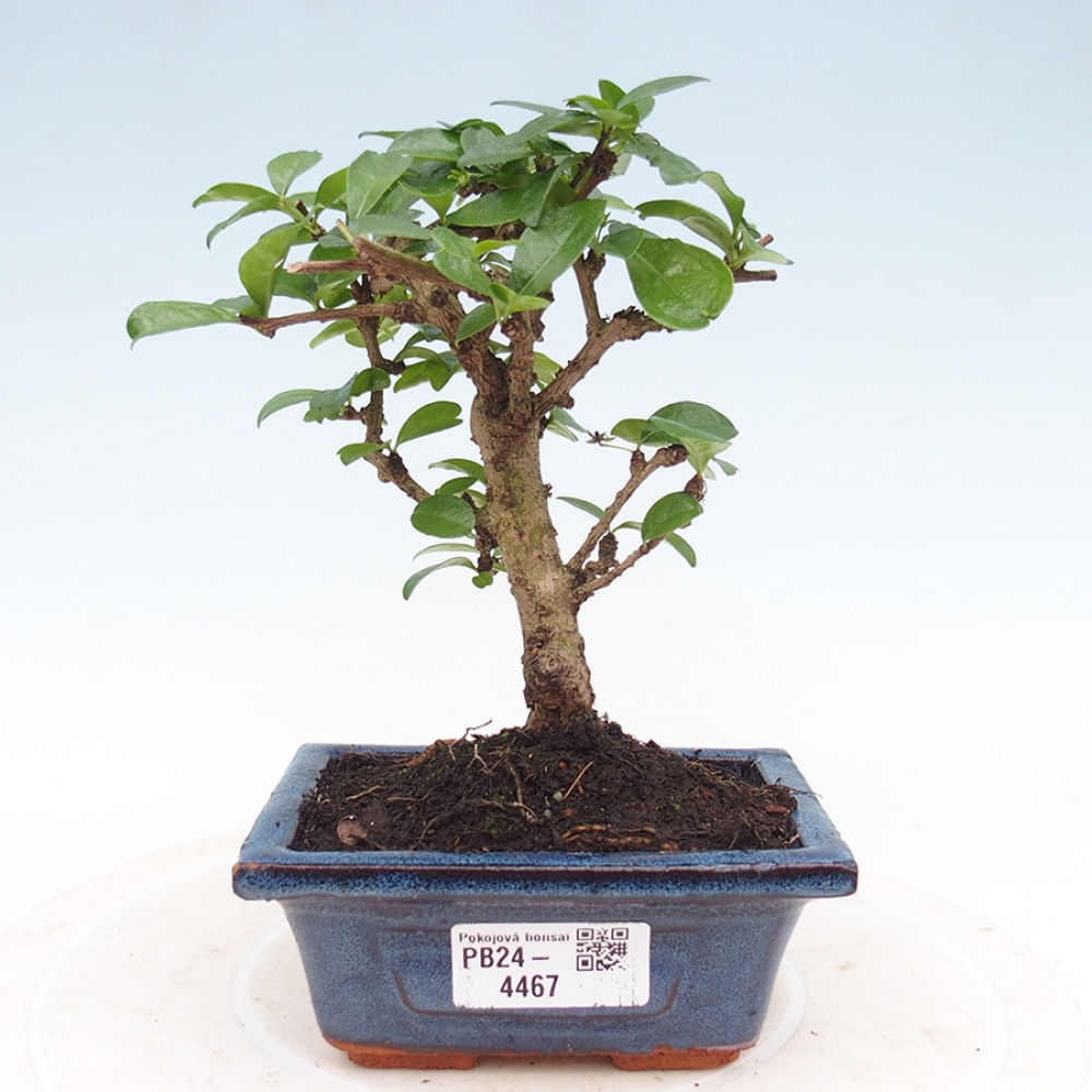Zimmerbonsai - Carmona Macrophylla - Fuki-Tee