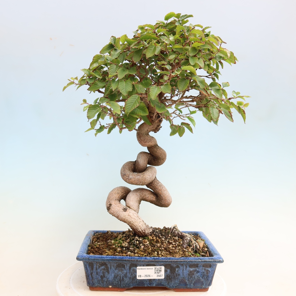 Bonsai für draußen -Carpinus CARPINOIDES - Koreanische Hainbuche