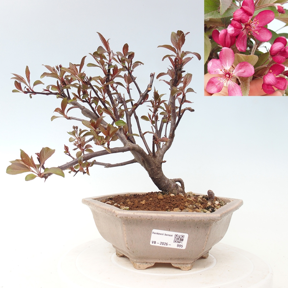 Outdoor-Bonsai -Malus domestica - Kleinfrüchtiger rotblättriger Apfelbaum