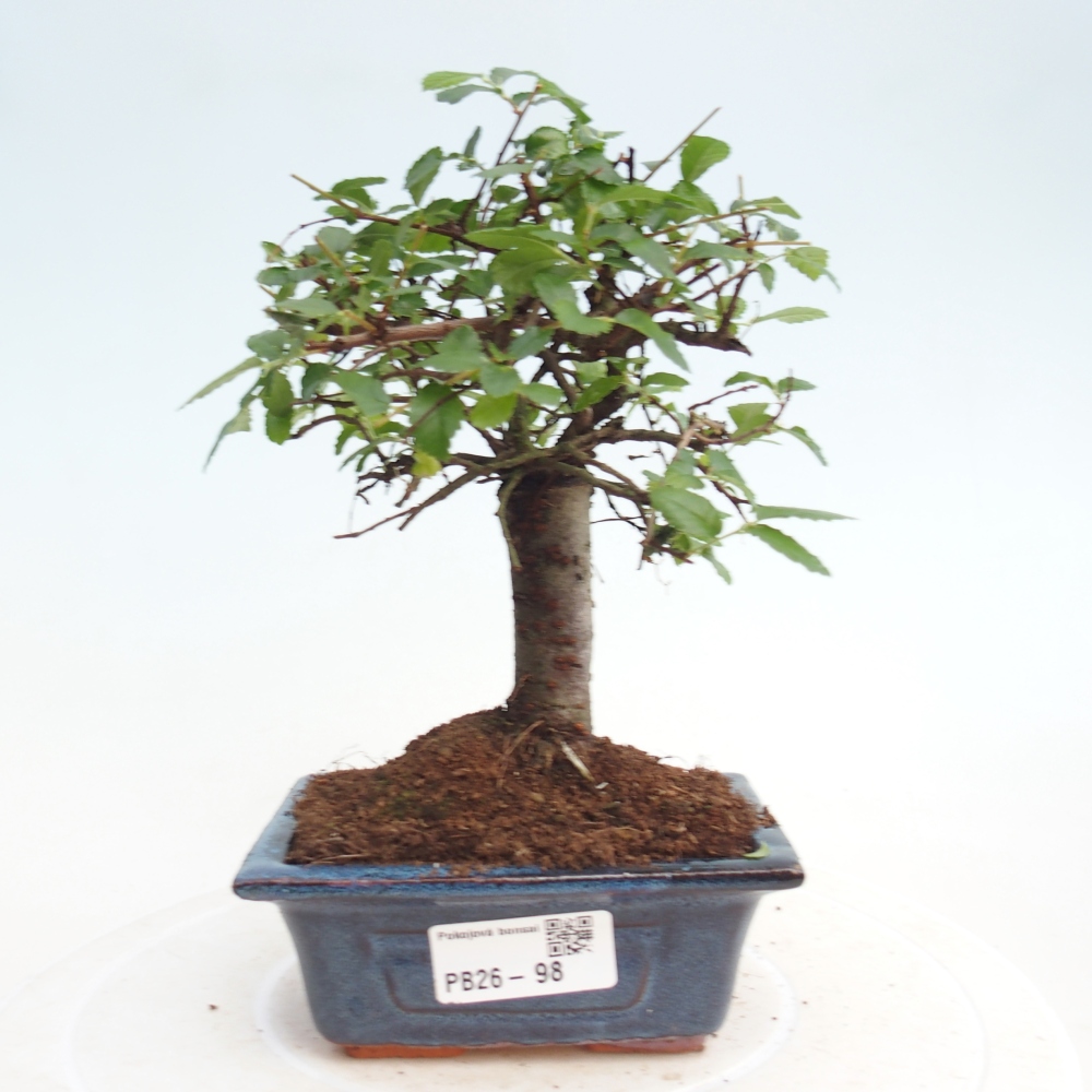 Zimmerbonsai - Ulmus parvifolia - Kleinblättrige Ulme