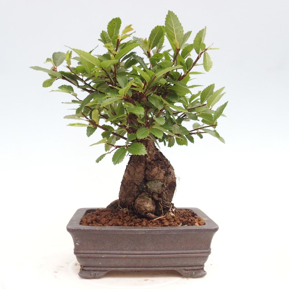 Bonsai im Freien - Zelkova - Zelkova NIRE