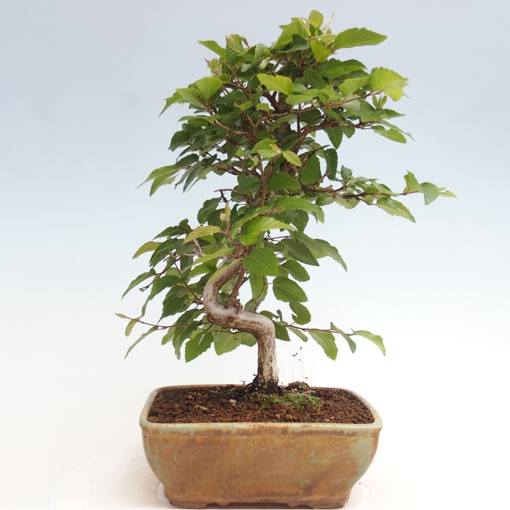 Bonsai im Freien -Carpinus CARPINOIDES - Koreanische Hainbuche