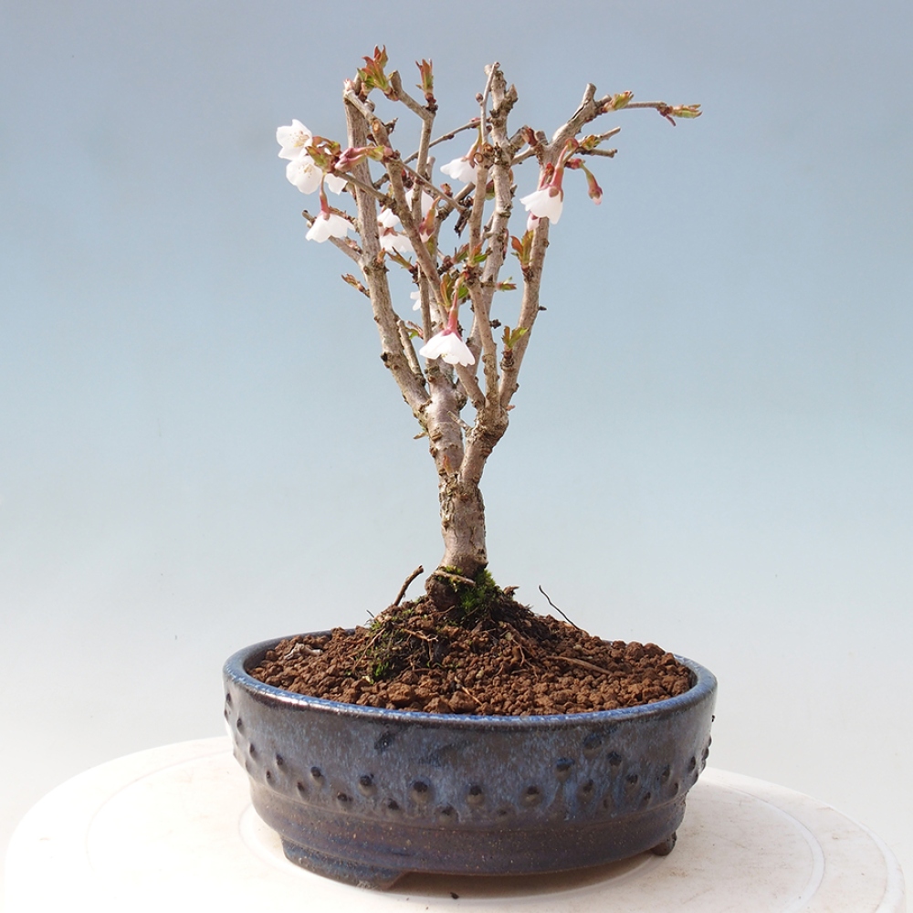 Bonsai im Freien - Prunus incisa Kojou-no mai-Pflaume geschnitten