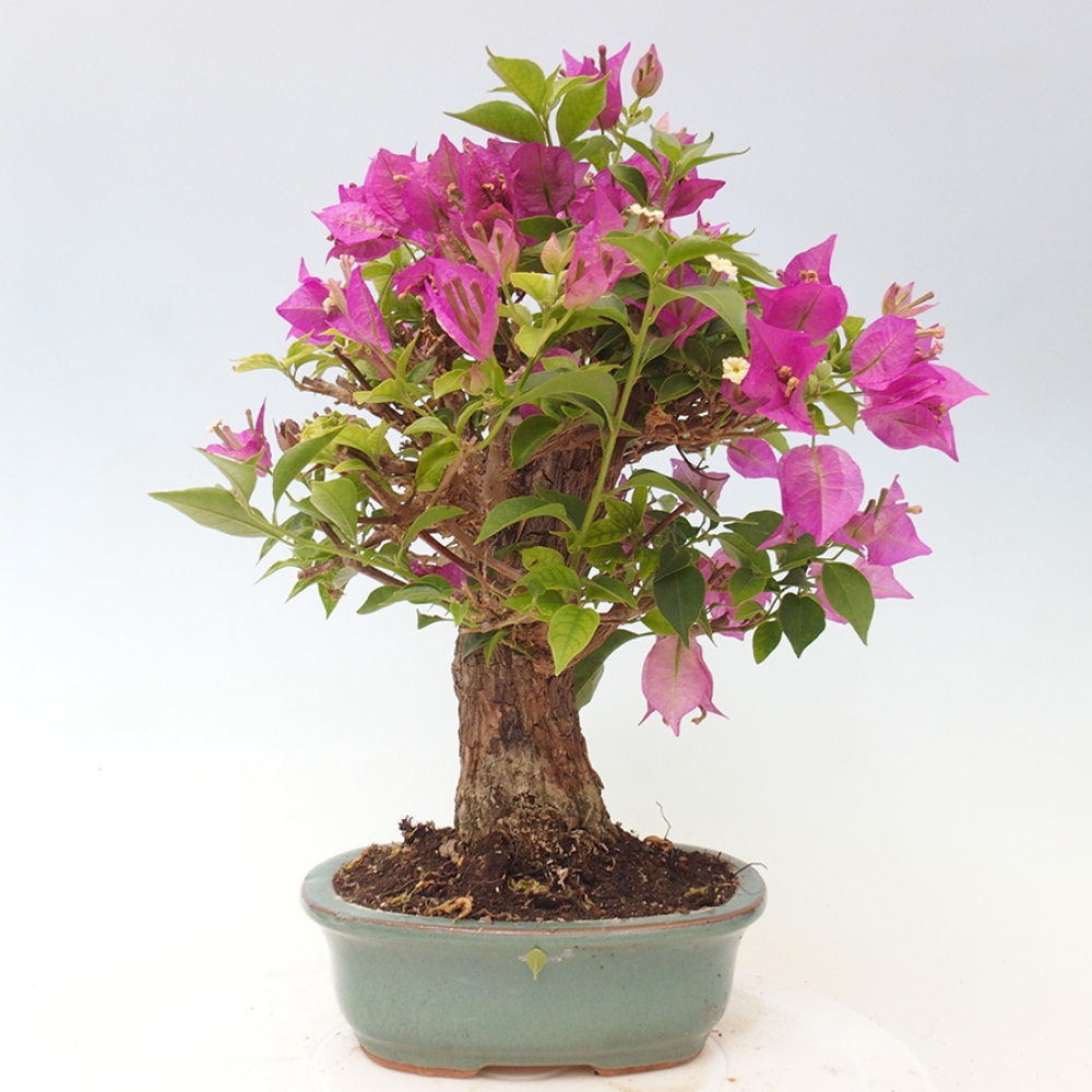 Indoor Bonsai - Bouganwilea