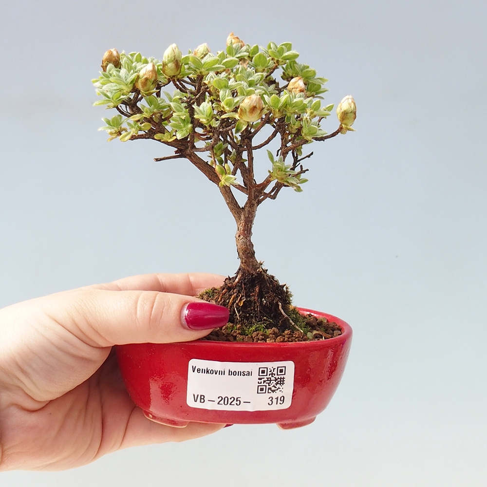 Outdoor-Bonsai - Rododendron indicum - Japanische Azalee