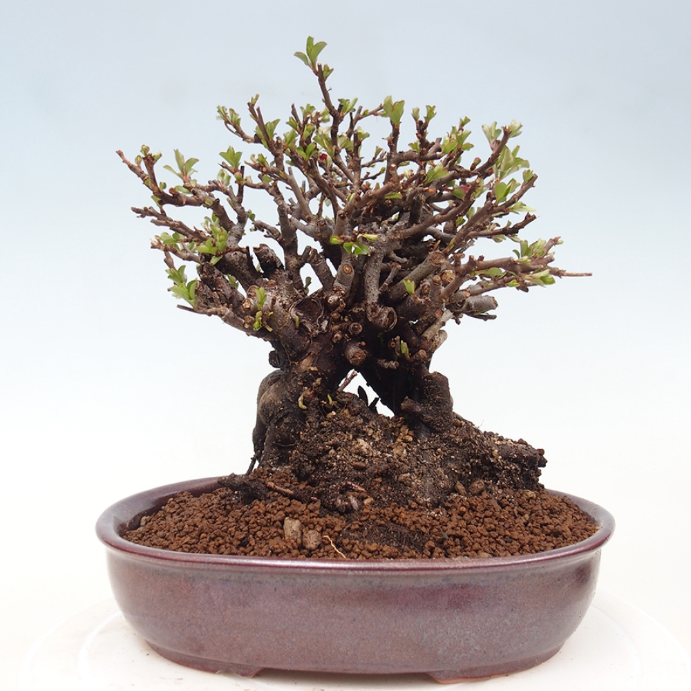 Bonsai für draußen - Chaneomeles speciosa - Quitte