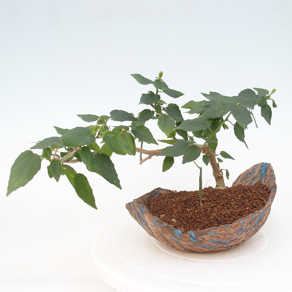 Zimmerbonsai - Malvaviscus arboreus
