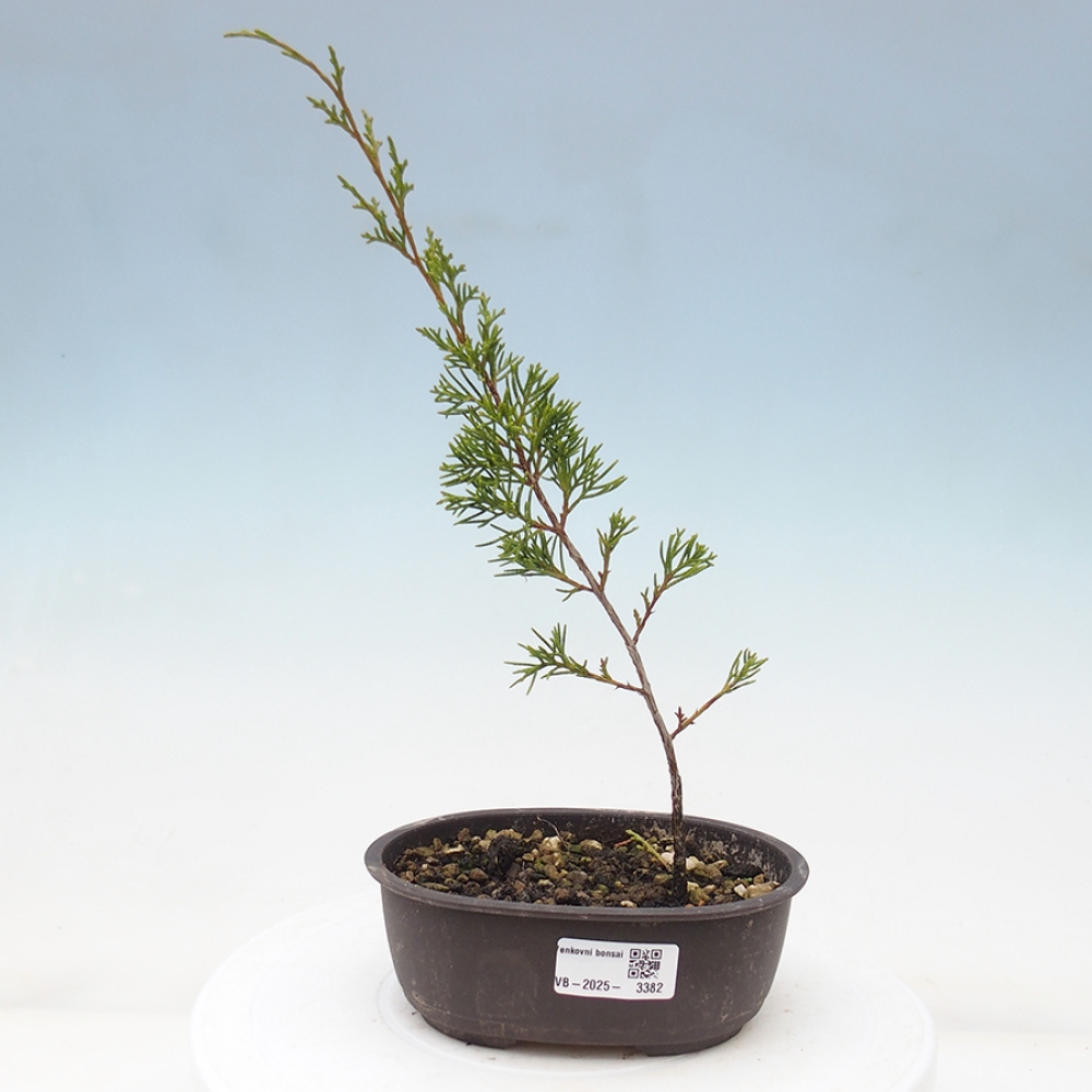Outdoor bonsai - Juniperus chinensis Itoigawa - Chinese juniper