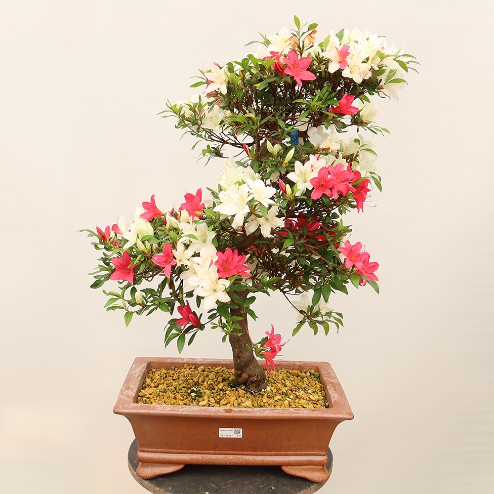 Bonsai für draußen - Japanische Azalee - Azalee CHIHIRO