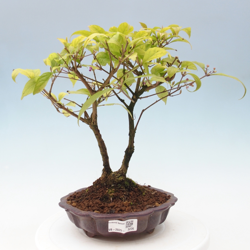 Bonsai im Freien - wunderschöne Pflanze - Callicarpa japonica