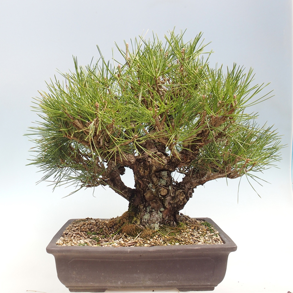 Bonsai für draußen - Pinus thunbergii - Thunberg-Kiefer