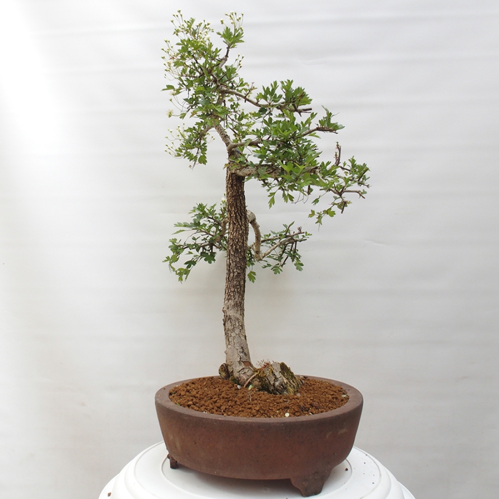 Bonsai im Freien - Weißdorn - Crataegus monogyna
