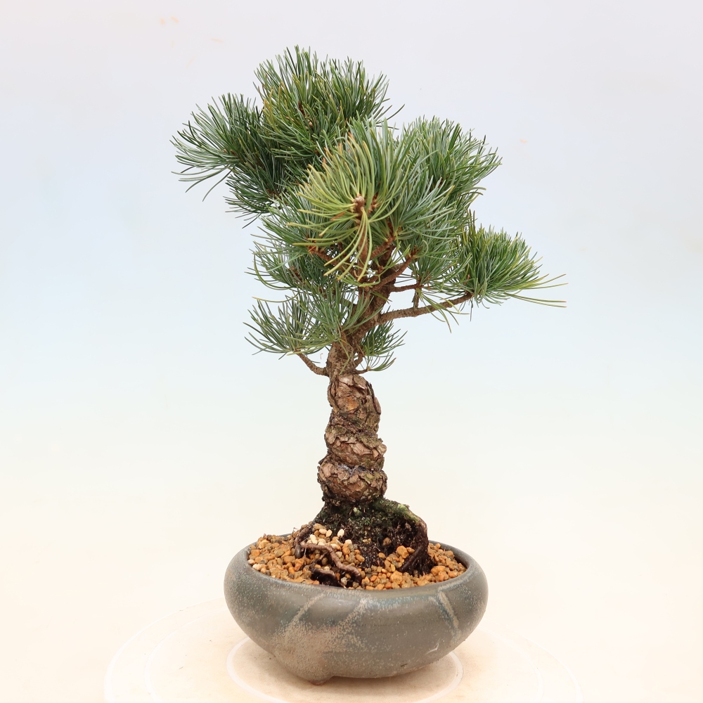 Bonsai für draußen - Pinus parviflora - Pinus parviflora