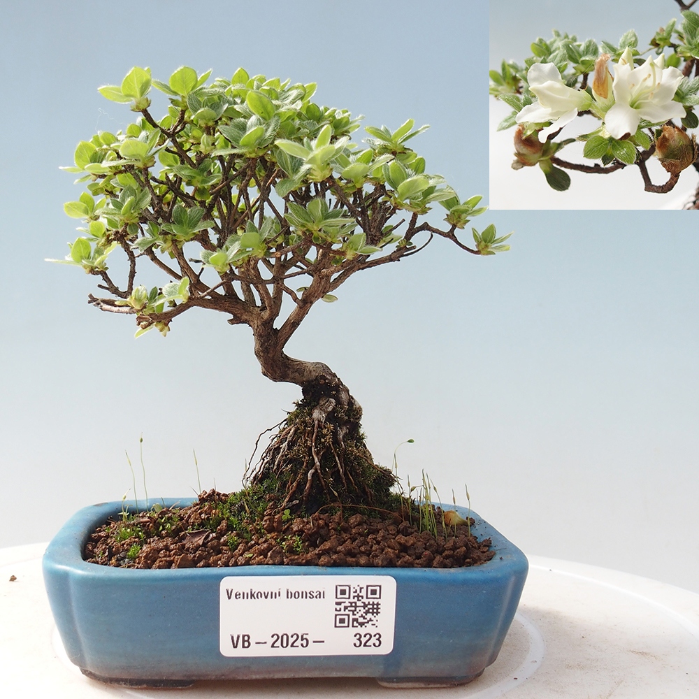 Outdoor-Bonsai - Rododendron indicum - Japanische Azalee