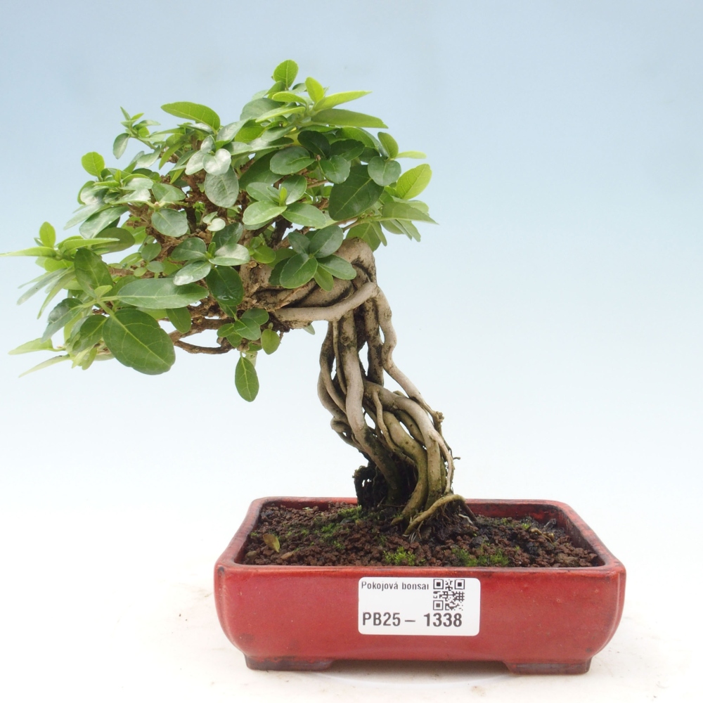 Zimmerbonsai - Premna serratifolia - Kozlovon kleinblättrig