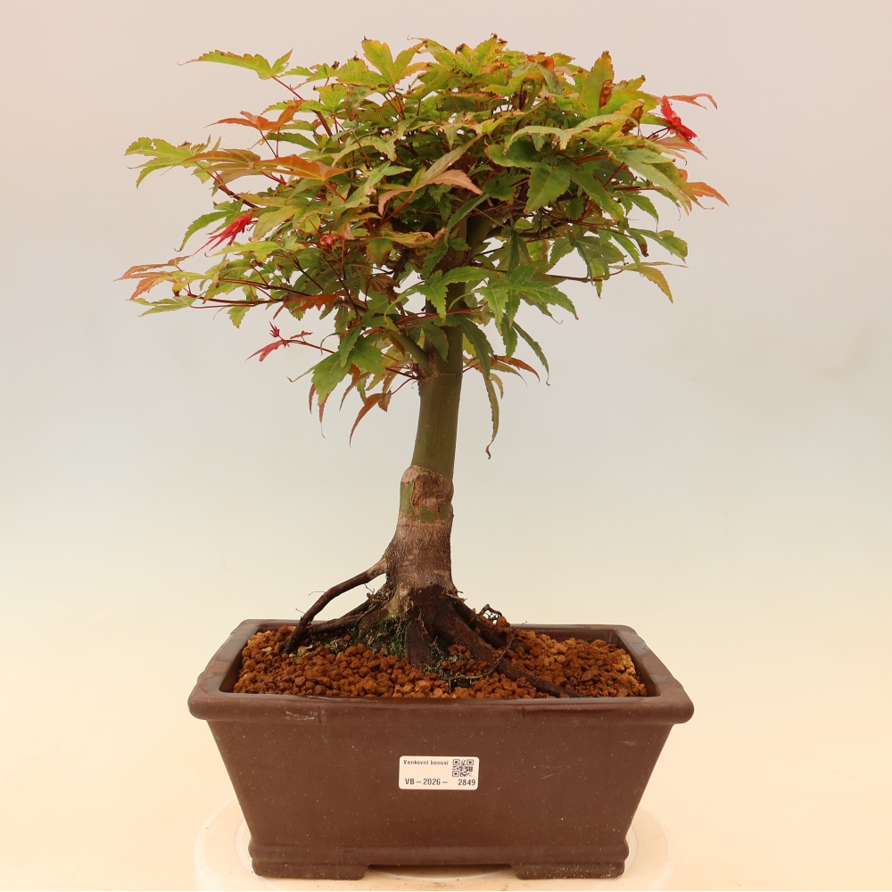 Spitzahorn - Acer palmatum Beni Tsukasa