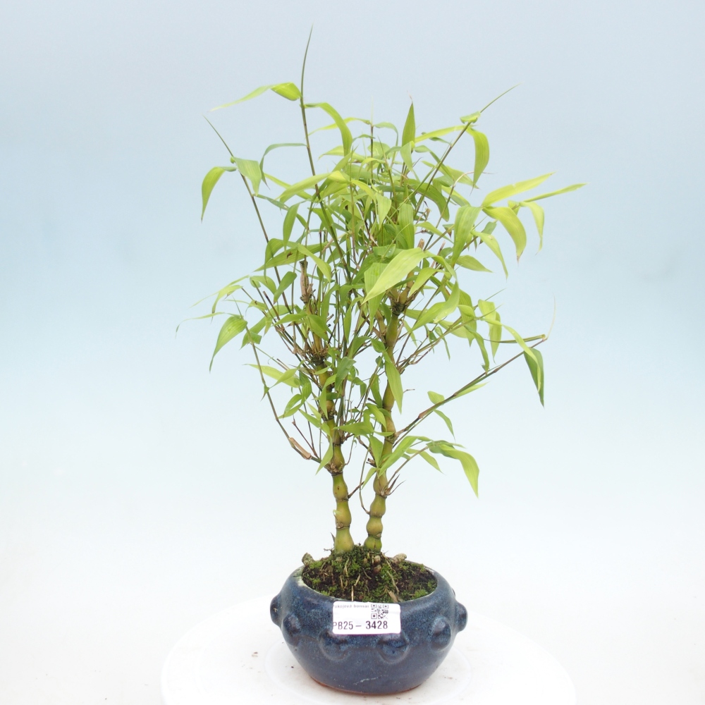 Zimmer Bonsai - Bambus budha-Bambus budha bauch