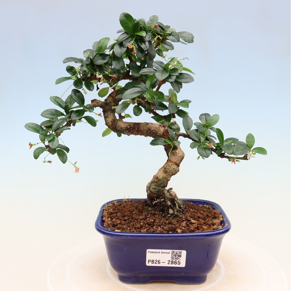 Zimmer-Bonsai - Carmona macrophylla - Tee-Fuki